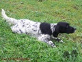 Setter Anglais ULINE DU BOIS D'YRIEUX Setter Anglais ULINE DU BOIS D'YRIEUX